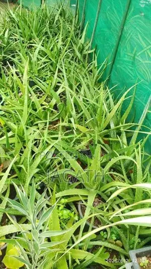 WELL GROWN LARGE ALOE VERA PLANTS (Komarika)