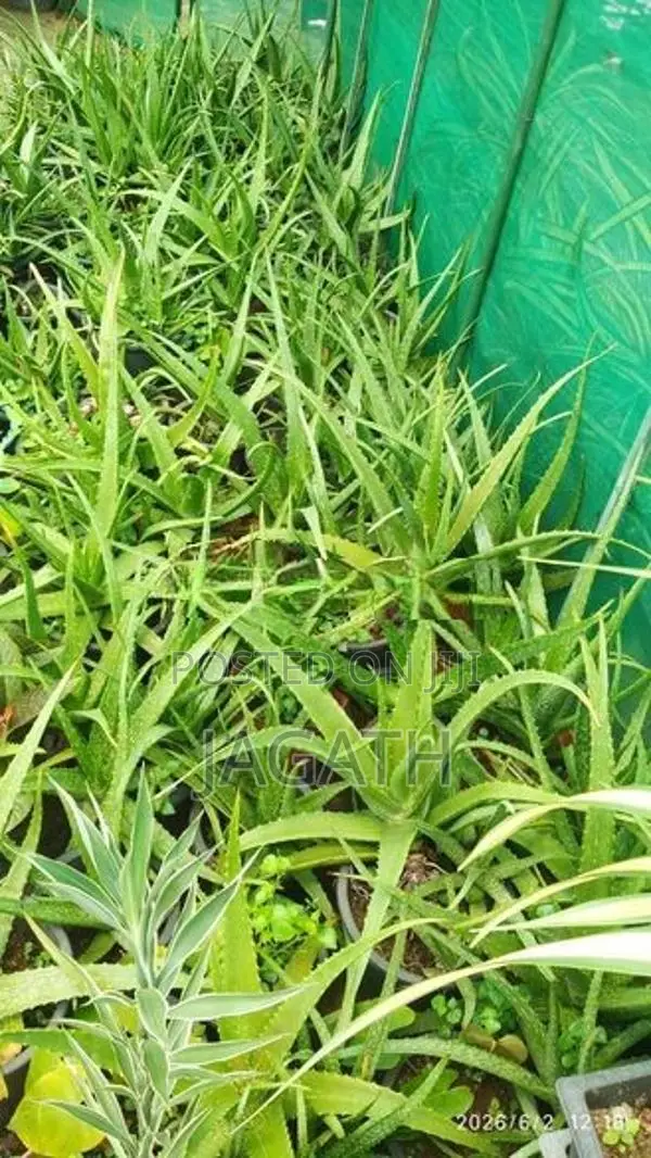 WELL GROWN LARGE ALOE VERA PLANTS (Komarika)