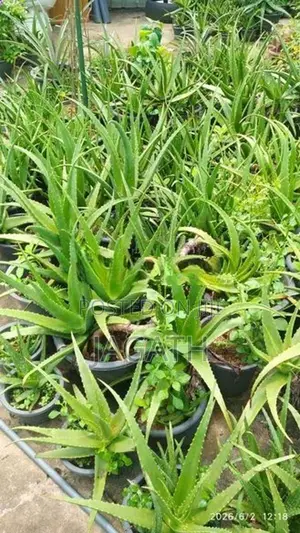 WELL GROWN LARGE ALOE VERA PLANTS (Komarika)