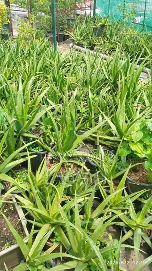 WELL GROWN LARGE ALOE VERA PLANTS (Komarika)