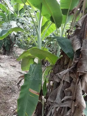 සීනි කෙසෙල් පැළ