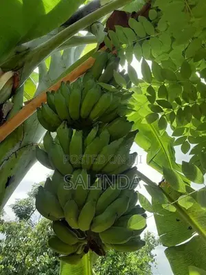 සීනි කෙසෙල් පැළ