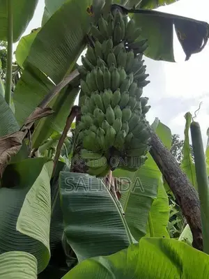 සීනි කෙසෙල් පැළ