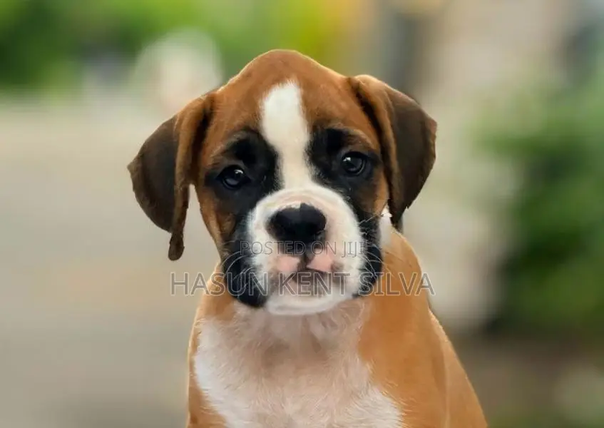 Boxer Puppies