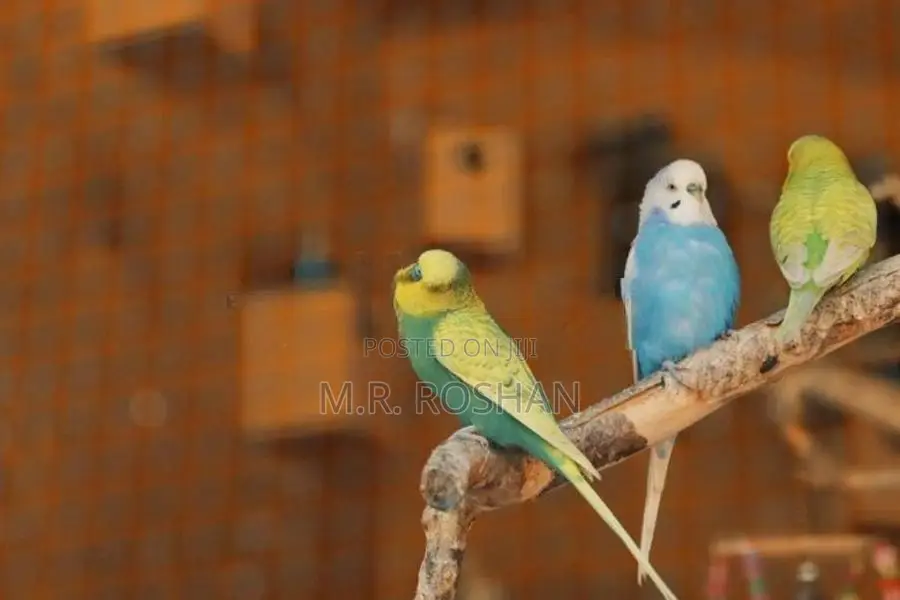 Love Birds