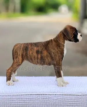 Boxer Puppies