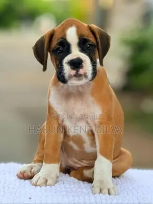 Boxer Puppies