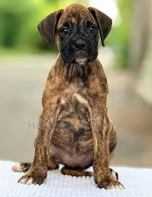 Boxer Puppies