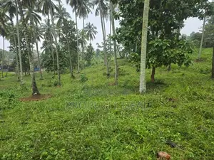 Coconut Estate for Sale Kurunegala - PDL26