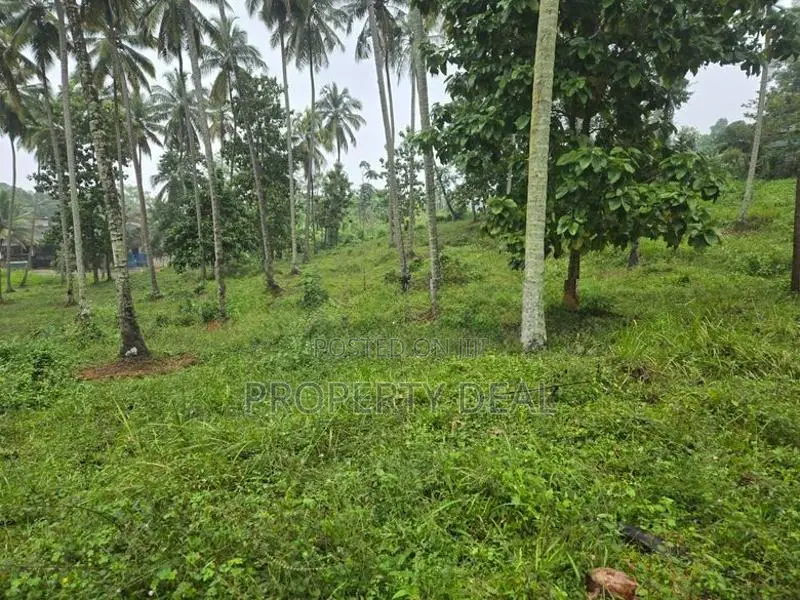 Coconut Estate for Sale Kurunegala - PDL26
