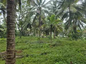 Coconut Estate for Sale Kurunegala - PDL26