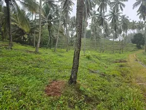 Coconut Estate for Sale Kurunegala - PDL26