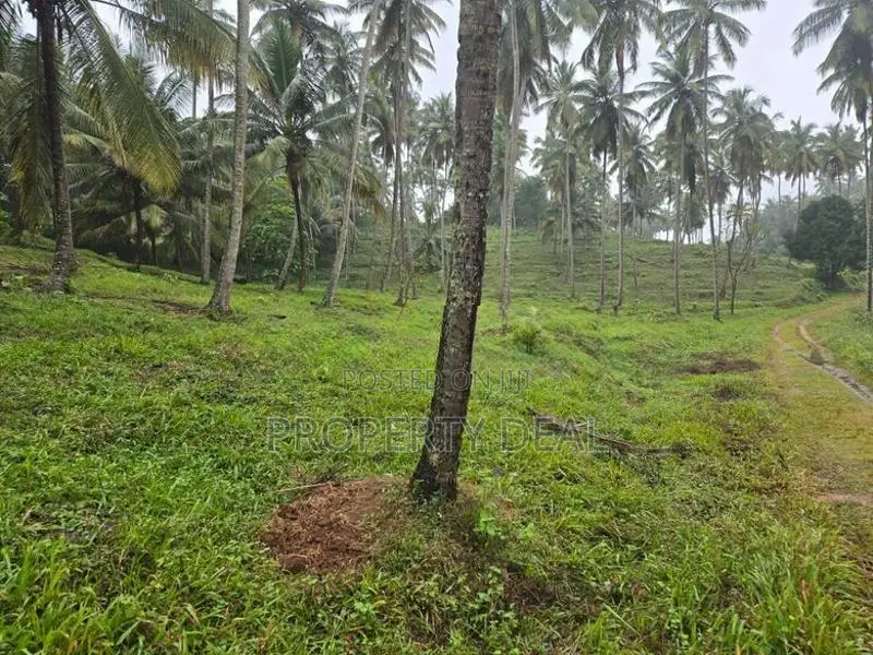 Coconut Estate for Sale Kurunegala - PDL26