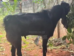 Jamunapaari Goats