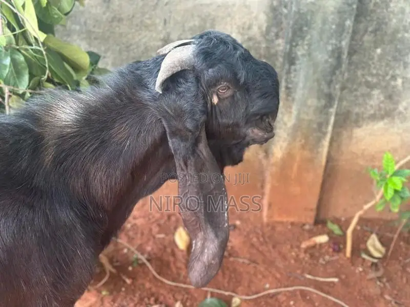Jamunapaari Goats