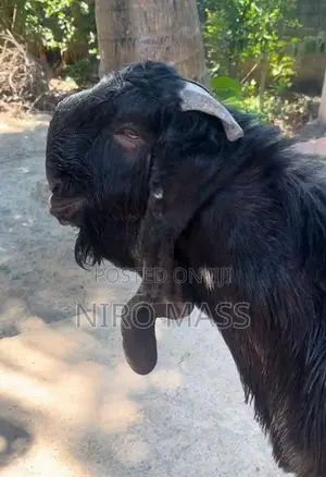 Jamunapaari Goats