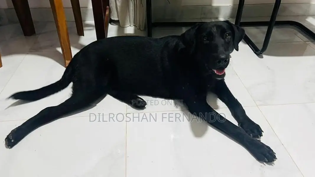 Labrador Retriever