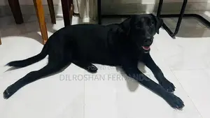 Labrador Retriever