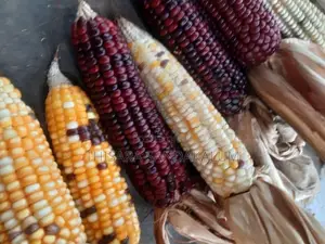දේශිය ඉරිගු බීජ Corn Seeds