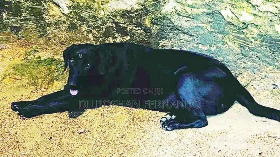 Labrador Retriever