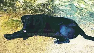 Labrador Retriever