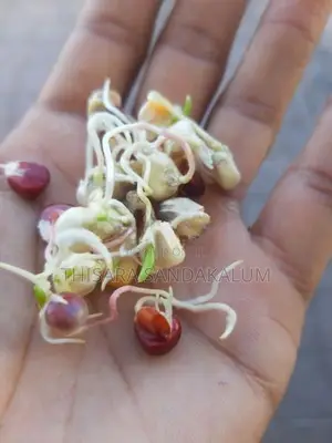 දේශිය ඉරිගු බීජ Corn Seeds