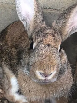 Rabbit Angora
