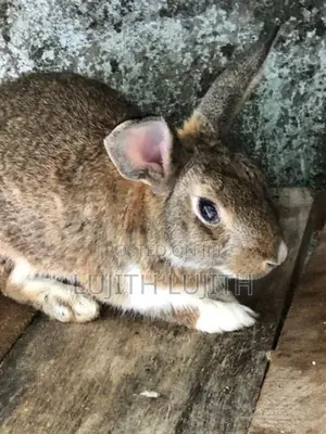 Rabbit Angora