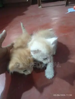 Persian Cross Kittens