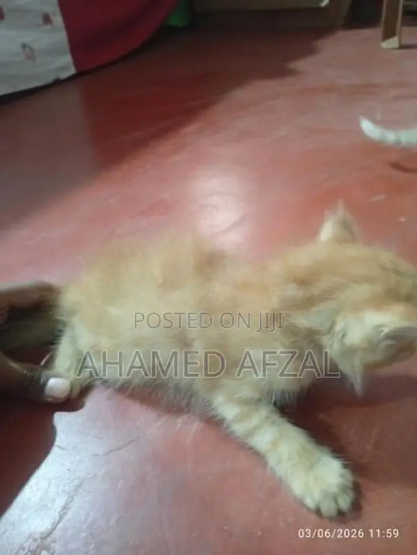 Persian Cross Kittens
