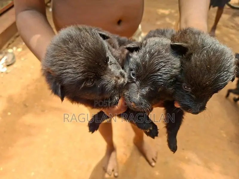 Pomeranian Puppies