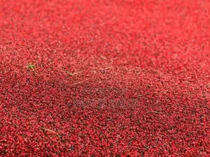 Coil Carpet