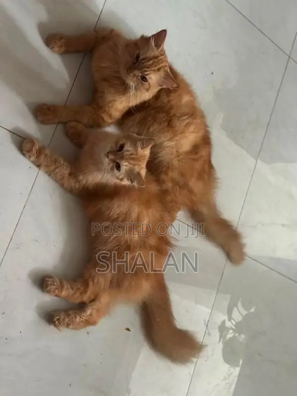 Ginger Persian Breeding Pair