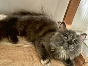 Persian Cat