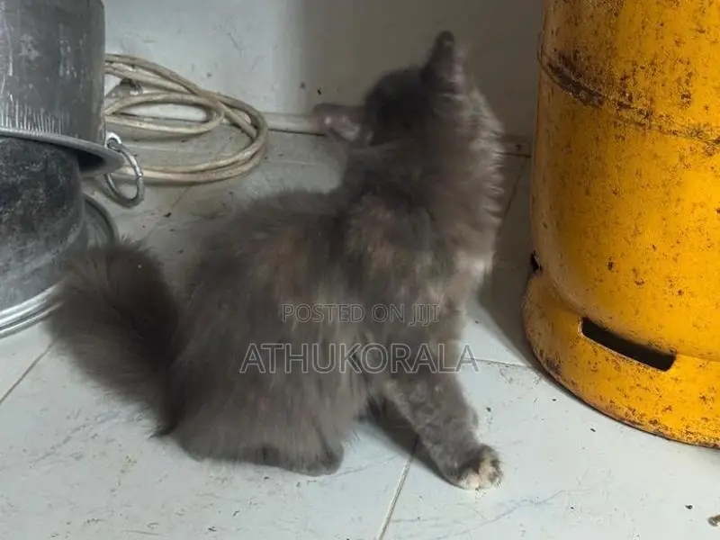 Persian Cat