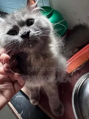 Persian Cat