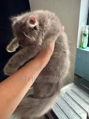 Persian Cat