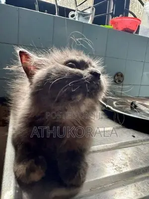 Persian Cat