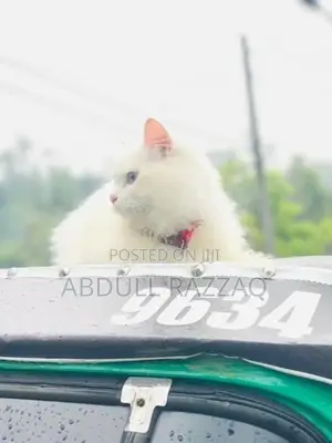 Persian Kittens