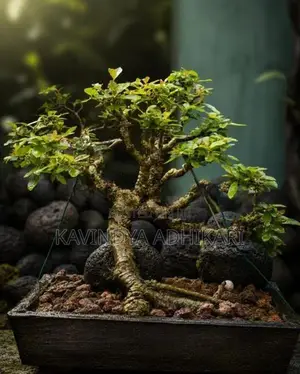 Bonsai Plants