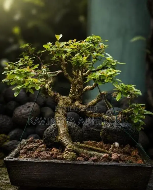 Bonsai Plants