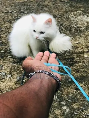 Persian Kittens