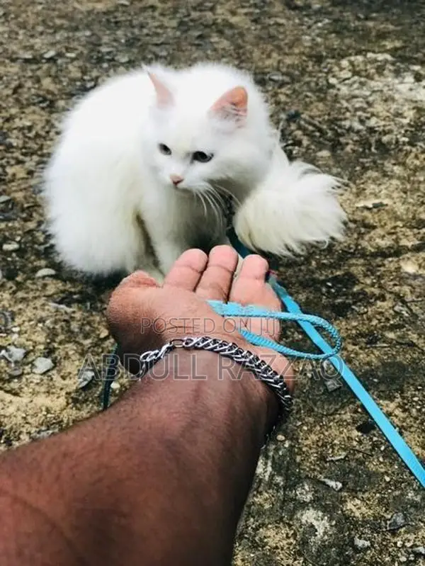 Persian Kittens