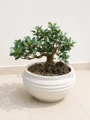 Bonsai Plants