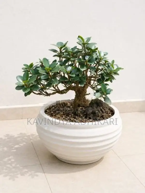 Bonsai Plants