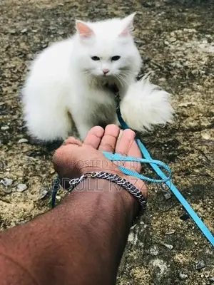 Persian Kittens