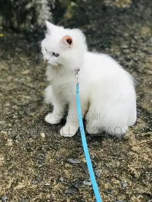 Persian Kittens