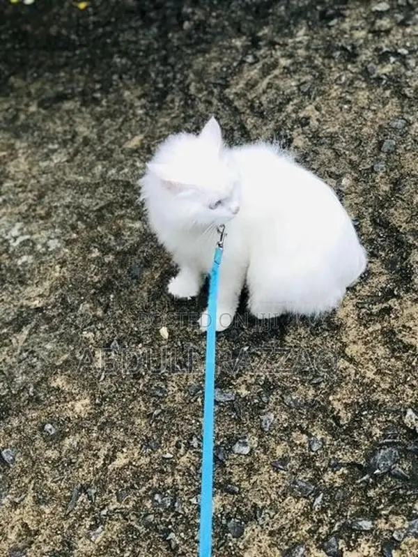 Persian Kittens