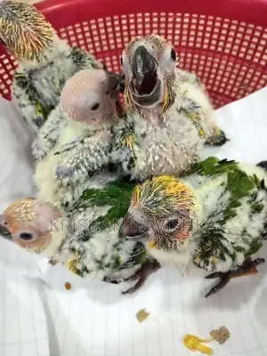 Sun Conure Chicks