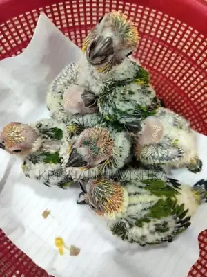 Sun Conure Chicks